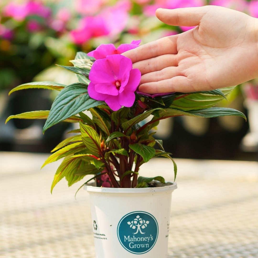 New Guinea Impatiens – Sonic Amethyst – 4.5″ Pot